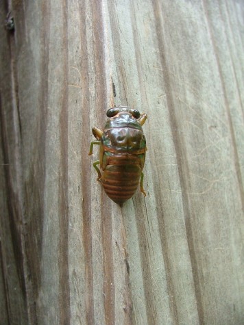 Cicada nymph on post (58K)