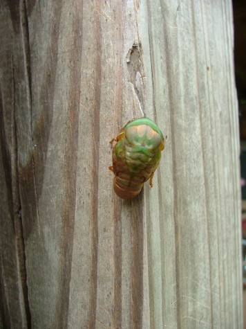 Cicada splitting open (58K)