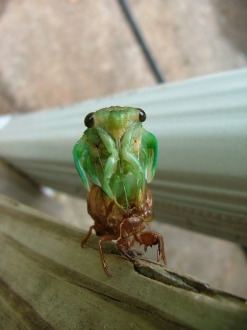 Cicada with tiny wings (41K)