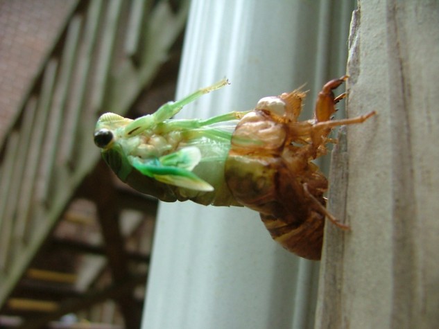 Cicada limbo (60K)