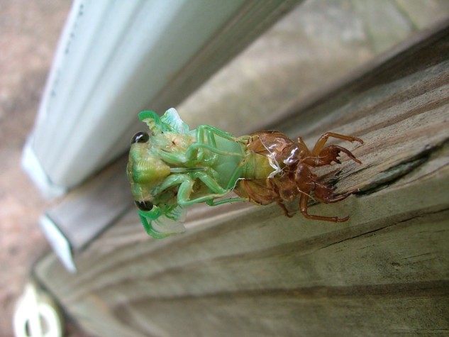 Cicada sit-up (65K)