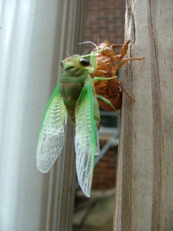 Cicada even bigger (51K)