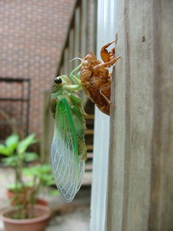 Cicada wings folded (46K)