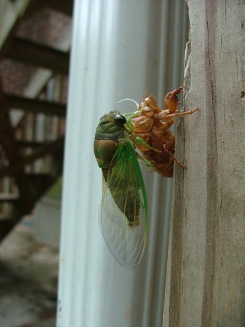 Cicada darkening (46K)