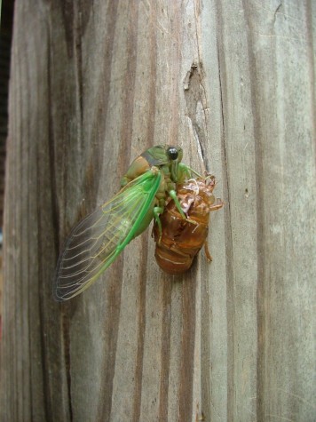 Cicada over the shell (57K)