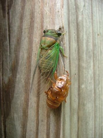 Cicada up the post (55K)